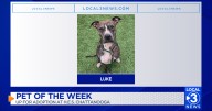 Luke the dog up for adoption at the Humane Educational Society of Chattanooga