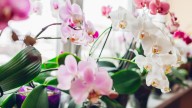 Help Your Houseplants Thrive All Winter With A Simple Lighting Tip