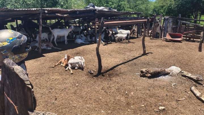 La UEAR esclareció un hecho de “abigeato calificado”