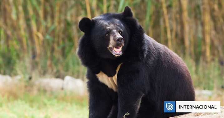 Japón registra récord de 230 ataques de osos a la población civil en 7 meses, con 13 muertos