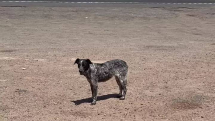 Colorado Dog Stranded On Highway Finds Rescue And A New Family