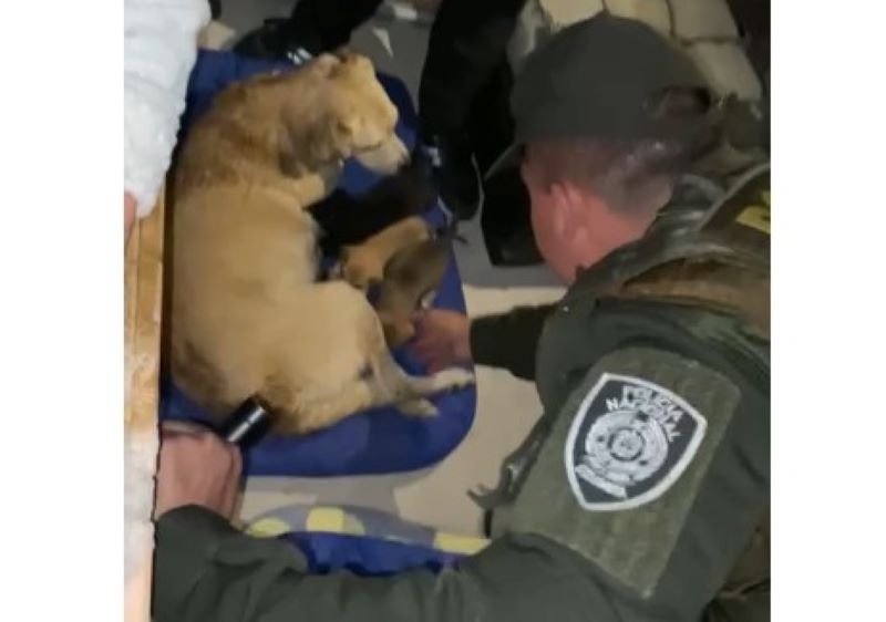 Policía Nacional en un rescate, reune a familia canina separada por el abandono