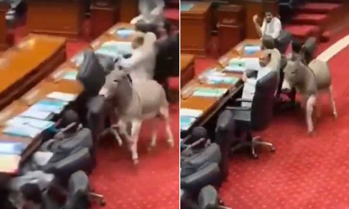 Donkey Walks into Pakistan Parliament Session, Sparks Laughter and Security Concerns: Video