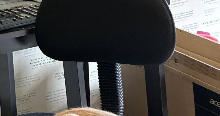 New furry friend in the family? Here are some holiday dos and don'ts for your cat or dog