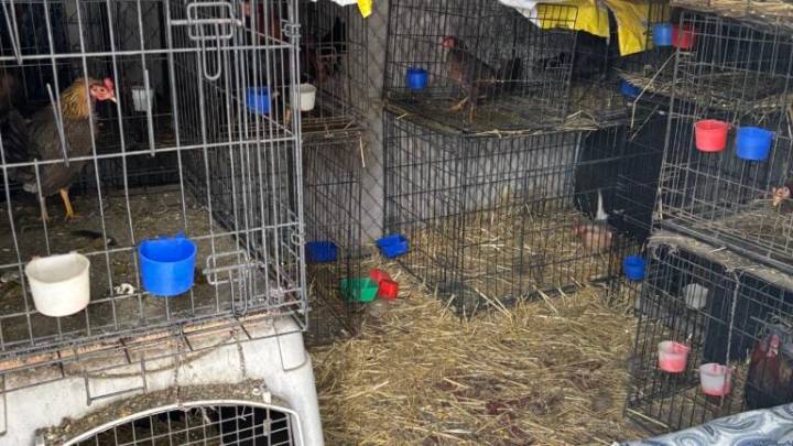 60 birds confiscated from suspected Mass. cockfighting operation