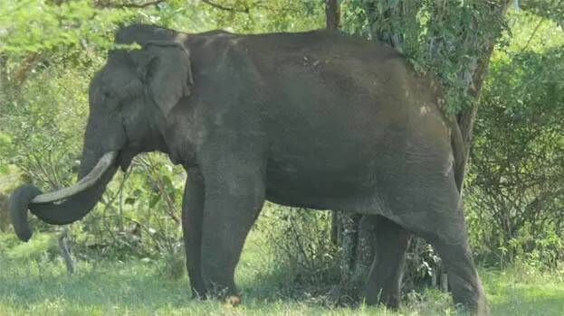 Tusker tramples aged man to death in Athirappilly