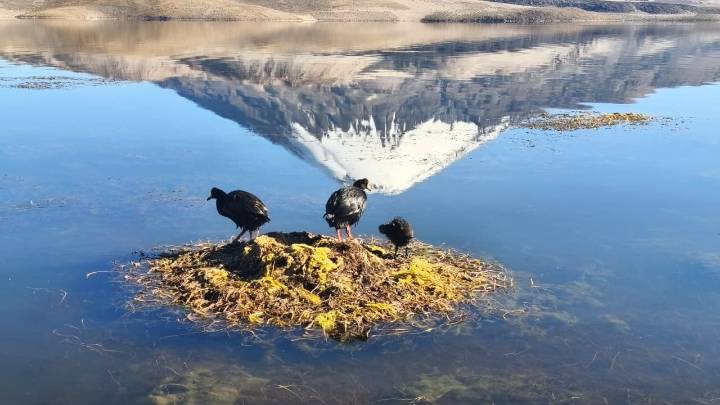 Lago Chungará: Retiran más de 7 mil litros de aceite de soya a 10 días del derrame y reportan muerte de 31 aves