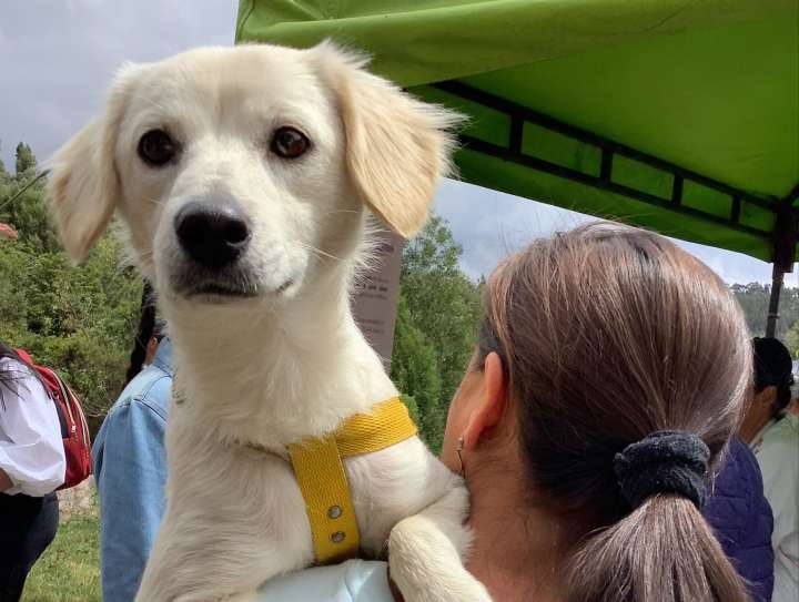 Promulgación de leyes Ángel y Lorenzo son motivo de alegría en Boyacá