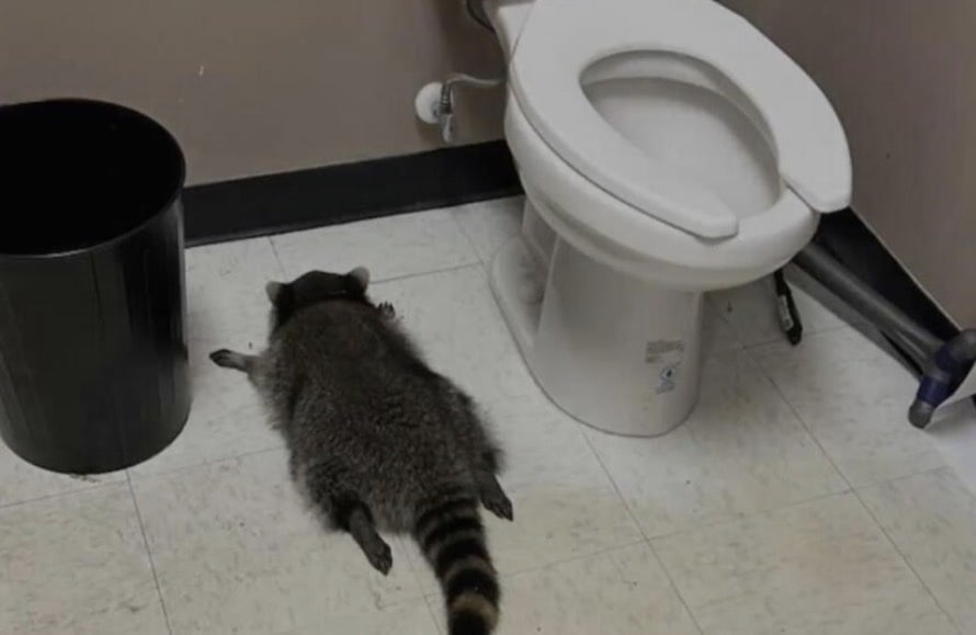 Raccoon goes on drunken rampage in Virginia liquor store and passes out on bathroom floor