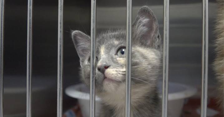 Shivering, frostbite, and danger: how winter threatens pets