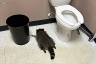 Drunken raccoon makes a mess, passes out in liquor store bathroom