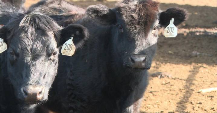 Dozens of cows presumed stolen in Northern Colorado, costing ranchers hundreds of thousands of dollars