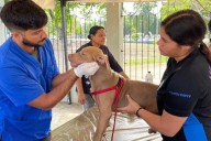 Misión Nevado realiza jornada gratuita de atención animal en Anzoátegui