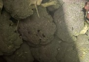 Moldy/spoiled food, mouse droppings on broccoli: Two restaurants fail inspections