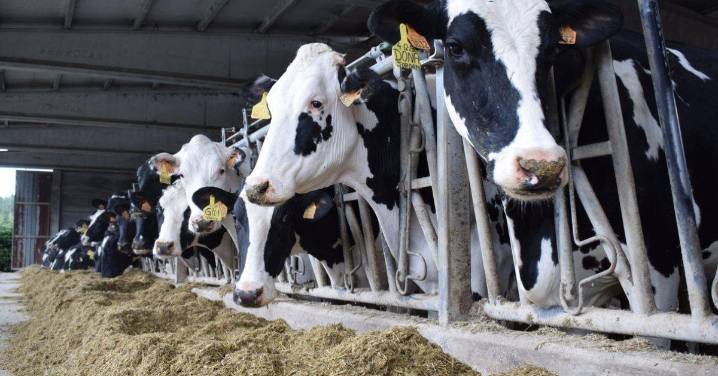 Cae la cifra de explotaciones, pero la producción láctea sube en Galicia