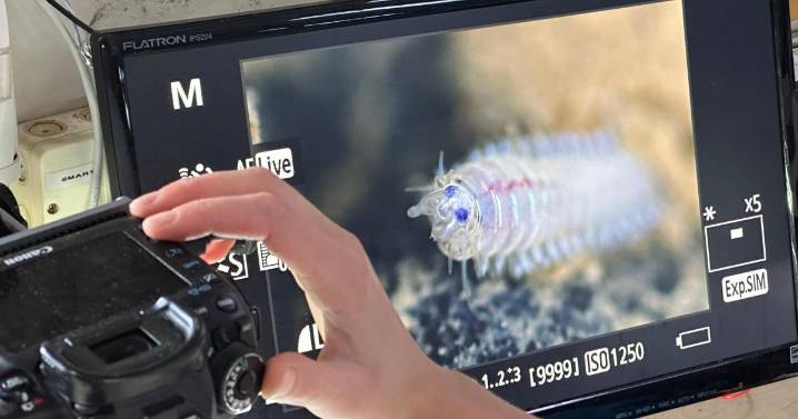 Seafloor animals down by 37% in deep-sea mining zone, landmark study finds