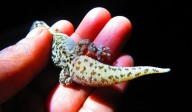 Confirman nueva especie de gecko endémico en la Reserva Tehuacán