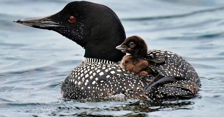More loons are filling Maine's lakes with their ghost