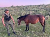 Ituzaingó: la Policía recuperó un caballo que fue robado en Isla Apipé Chico