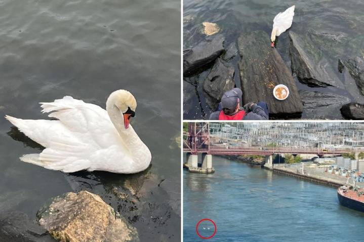 Exclusive | NYC swan couple torn apart after bird killed by rock-wielding maniac