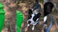 Arkansas Dog’s Gentle Spirit Fades As He Spends 700 Days Hoping For A Family