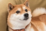 Where Will Shiba Inu Be in 1 Year?