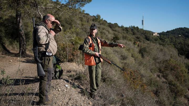 Cataluña quiere eliminar 60.000 jabalíes tras el brote de peste porcina africana