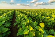 Baja de retenciones. En los últimos dos años el Gobierno le devolvió al campo US$1950 millones