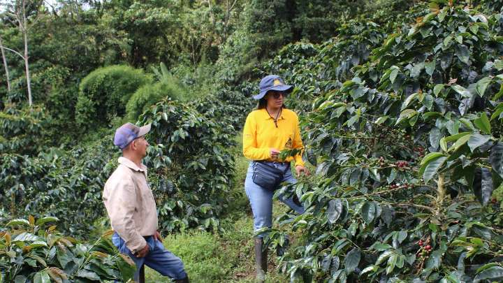 El café vallecaucano, un motor de desarrollo rural
