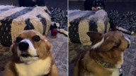 Dog In Tennessee Gives The Funniest Side-Eye When His Baby Sister Pushes Him Too Far