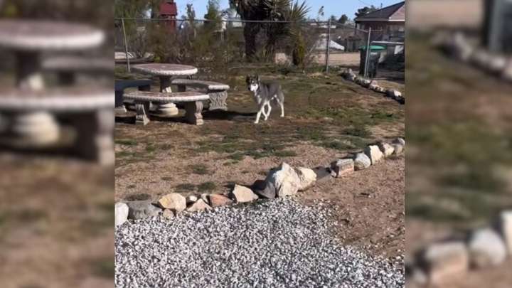 California Man Spots What He Thinks Is A Wolf In His Yard And The Truth Will Surprise You