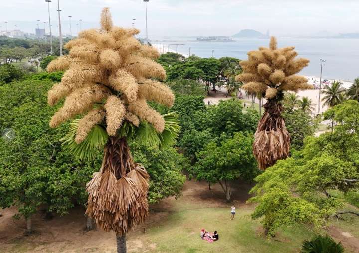 Palmeras talipot florecen por primera y única vez en Río de Janeiro