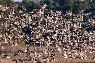 The Outer Banks Voice -   Even as the weather turns colder, the Alligator River National Wildlife Refuge is a must