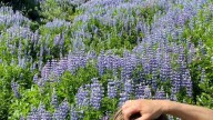 Iceland’s big problem with Instagrammable flowers