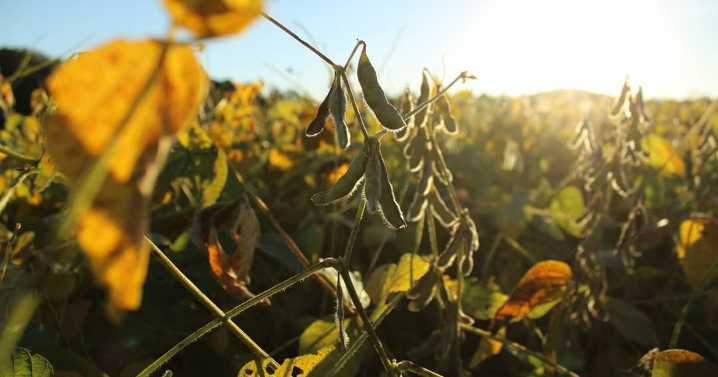 McClain Delaney to press forward with farm aid bill despite Trump relief announcement