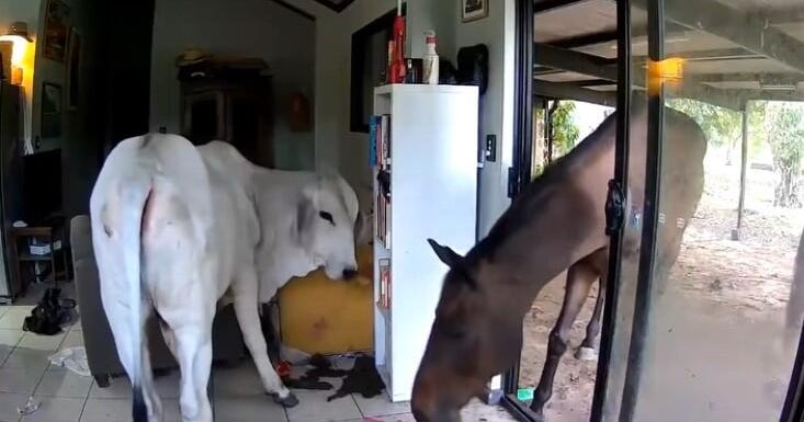 Aussie lawmaker's dogs let horse and steer into house: "Now the outside animals know what aircon feels like."