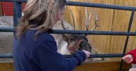 'They are family to us' | Real reindeer spark Christmas joy for families at Dearborn County farm