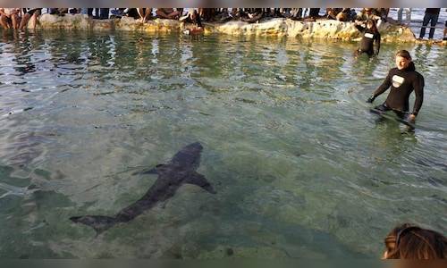 Racing towards great white sharks is a real job in Australia