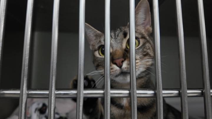 Hendricks County Animal Shelter faces heat outages, leadership changes