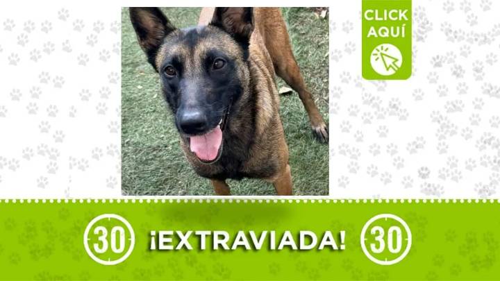 ¡No tiene collar pero si microchip! Emma se perdió en el noroccidente de Medellín