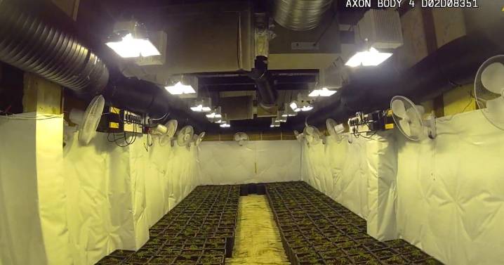 'Fantastic find' for cops as £1m town centre cannabis farm smashed