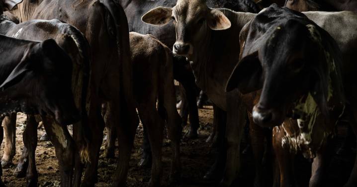 Confirman nuevo caso de gusano barrenador en Montemorelos