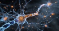 Neurociencia identifica a la proteína KCC2 como el ‘interruptor maestro’ que acelera la formación de hábitos en el cerebro, un hallazgo clave de la Universidad de Georgetown para entender y tratar adi