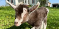 Petal, beloved blind goat from Edgerton, has died
