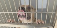 Pitt County Animal Services to begin ‘Home for the HOWLidays’ foster program