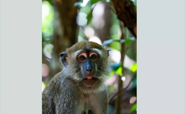 Five cases of KFD infection reported in Shivamogga district; one...