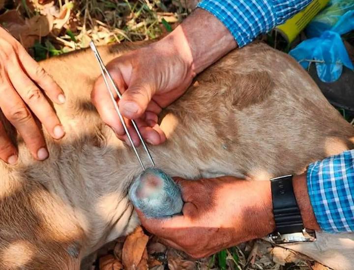 Veracruz encabeza detecciones de gusano barrenador en la semana 48: Senasica