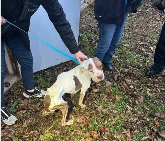 Munford woman wanted after dogs found dead or neglected