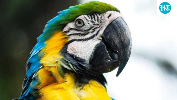 Bengaluru man dies after being electrocuted while trying to rescue his pet