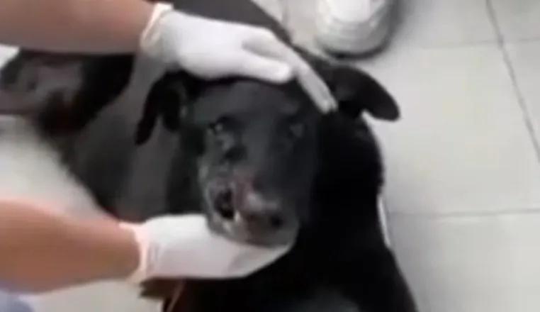 Corazones que inspiran, rescataron a un animal que: “Tiene un tumor de gran malignidad”